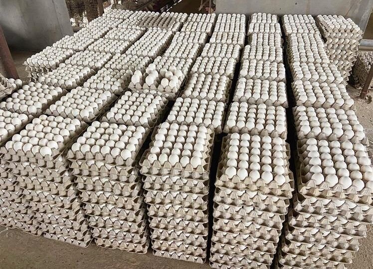 eggs transported in refrigerated vans
