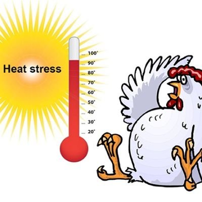 heat wave increases the chicken price