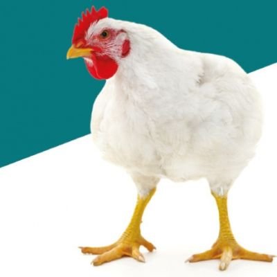 Amul poultry feed
