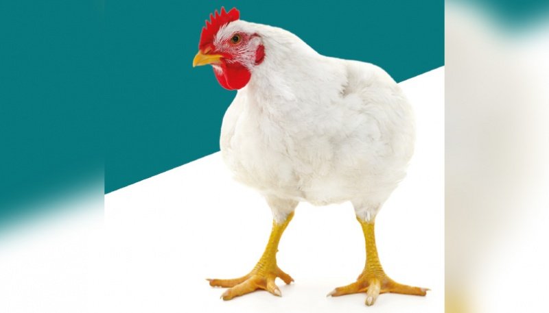 Amul poultry feed