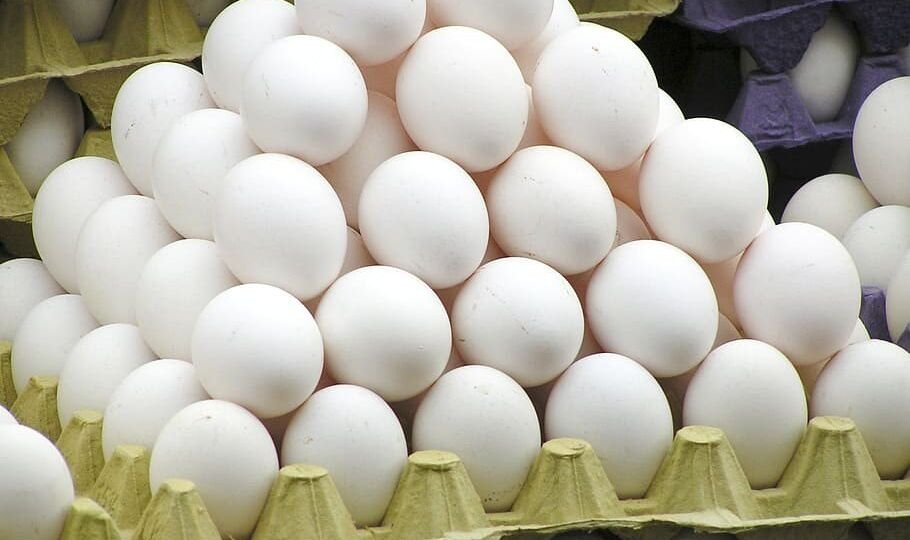 Egg Rate Today, Broiler Rate Today, Feed Rawmaterial Rate Today, Hen Rate Today, Broiler Hatching Egg Rate Today, Broiler Chicks Rate Today