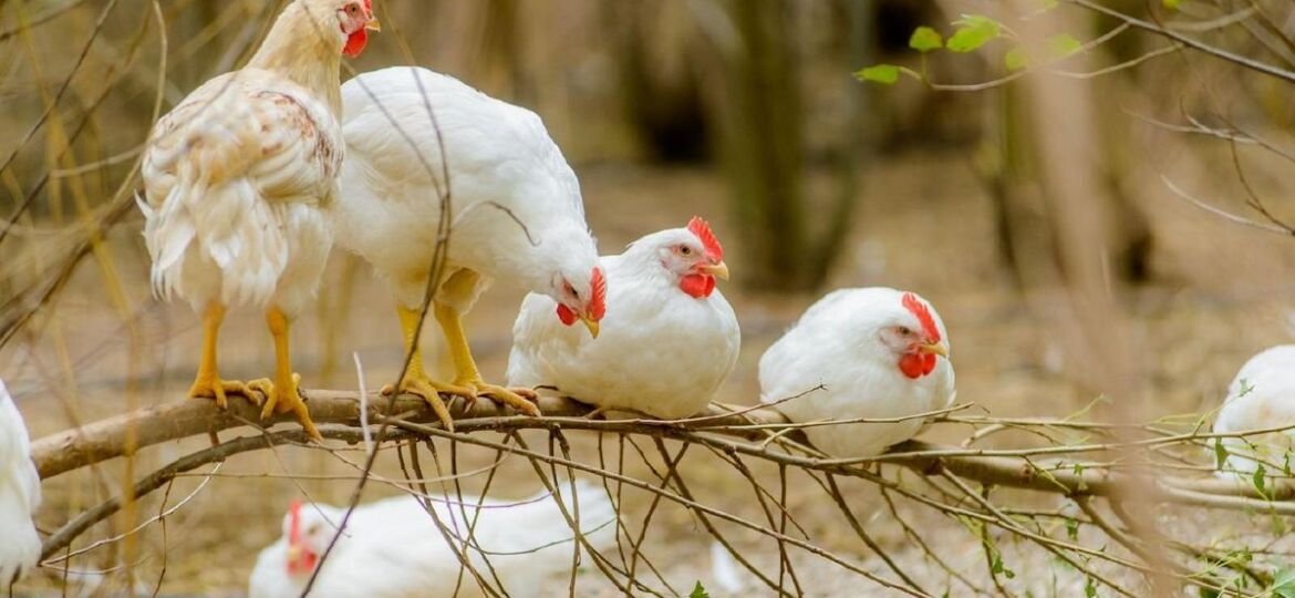 Chicken bucks trend, prices dip 30-40%