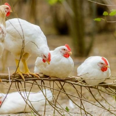 Chicken bucks trend, prices dip 30-40%