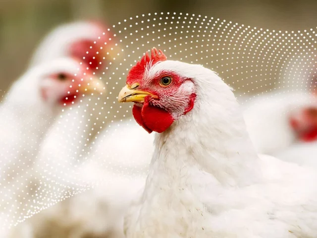 poultry population in India