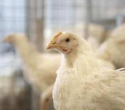 India, US to end poultry dispute