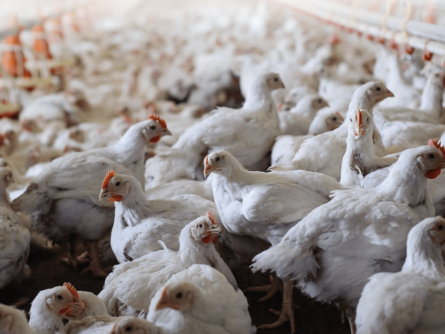 5000 chickens burnt in poultry farm fire in Hamirpur