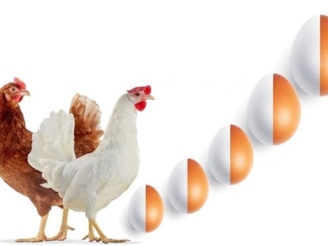 India’s poultry exports set for a new record this fiscal