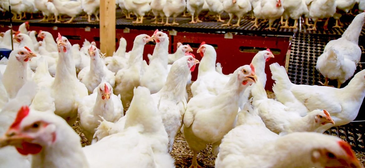 A Comprehensive Guide To Poultry Farming In India Egg Rate Today