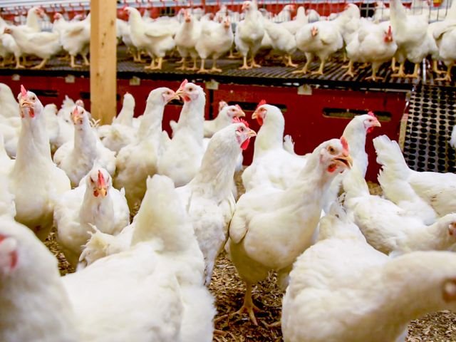 A Comprehensive Guide to Poultry Farming in India