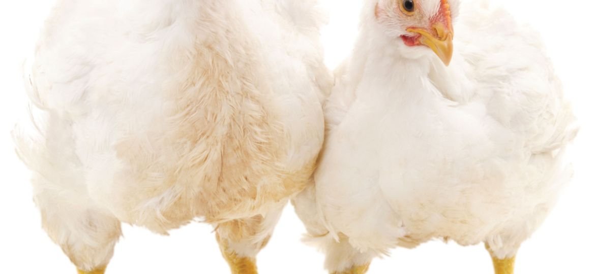 Chicken prices burn a hole in pockets as heat shrinks supply in Kerala
