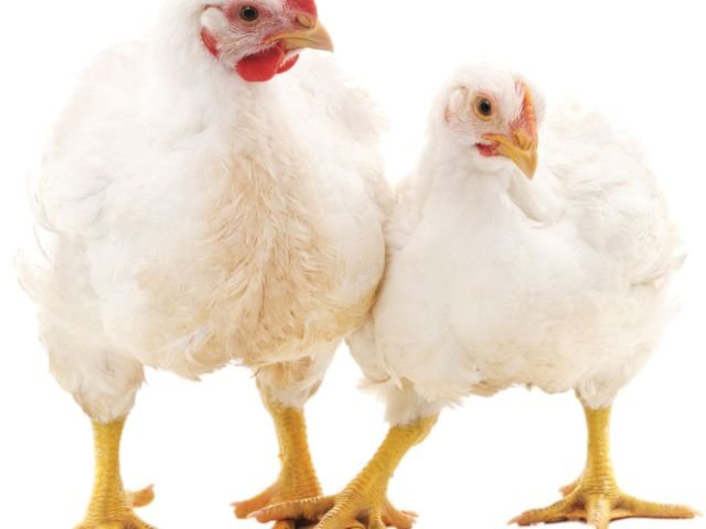 Chicken prices burn a hole in pockets as heat shrinks supply in Kerala