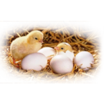 Broiler_hatching_daily rate