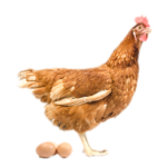 Hen_Rates