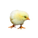 Chicks_baby_rate
